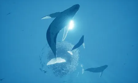 Аренда и прокат ABZÛ Хит для PS4 для PS5